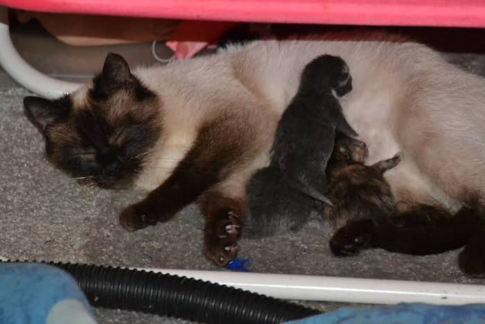 Sometimes even the best birth control methods can fail and your purebred cat can end up with kittens of uncertain origin.