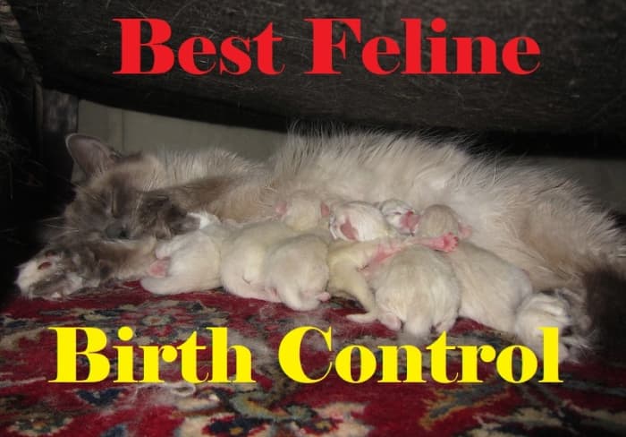 the-best-methods-of-birth-control-for-your-cat-pethelpful