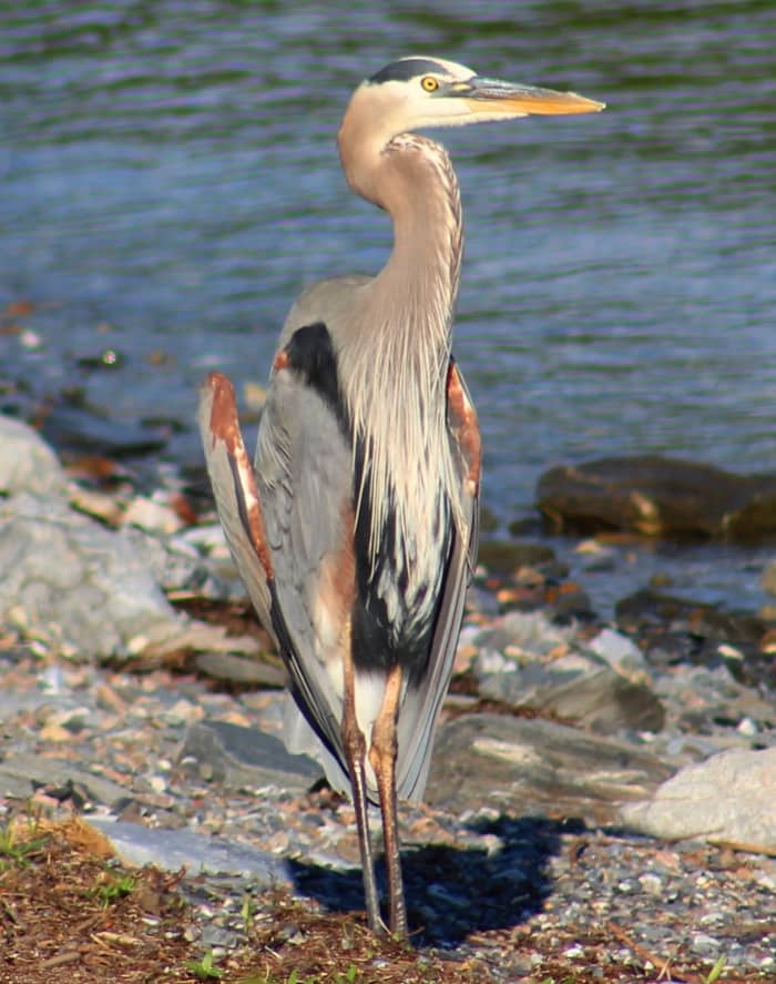 Great Blue Heron Herons are a common sight in the islands. They are large birds which look awkward on the ground, but they are very agile and graceful in flight.