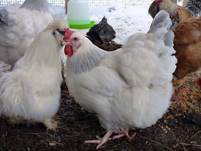 All of the chicken breeds that have been selected to be large are prone to overeating.