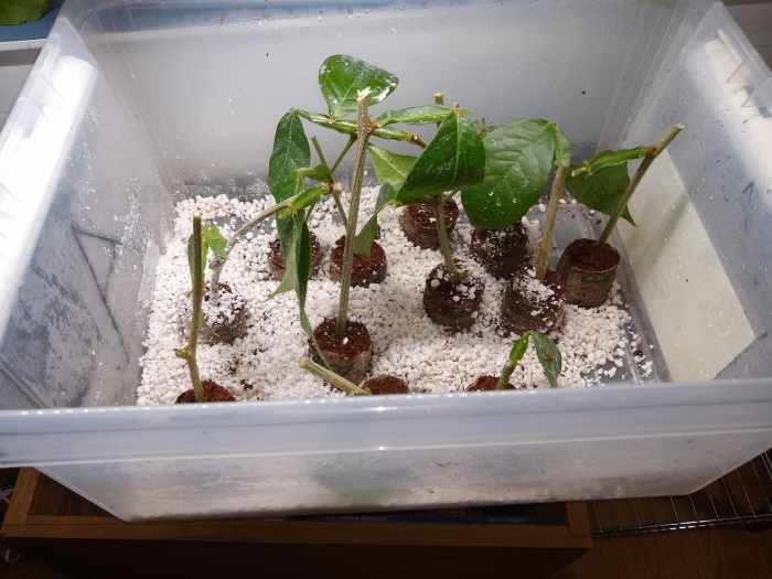 Growing Ice Cream Beans 63 Degrees North HubPages