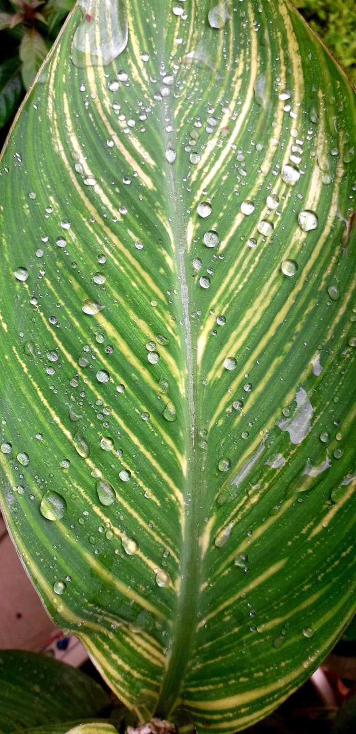 The ‘first’ raindrops of the season, brings back so many precious memories