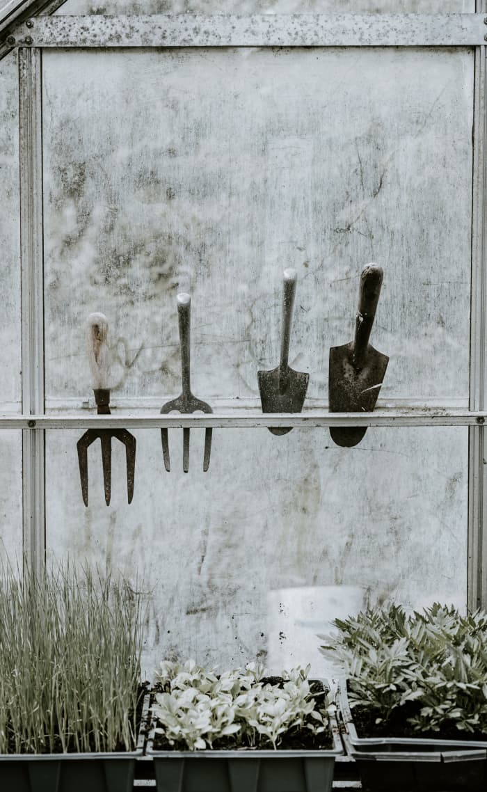 Proper greenhouse maintenance—including deadheading, pruning, culling, weeding, and cleaning—is necessary to ensure the best possible environment for your plants.