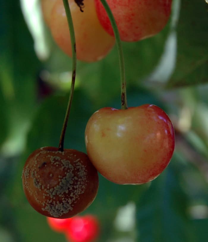 Brown rot on cherry trees is explained in detail by the experts at the University of New Mexico. Here's the link: https://extension.umn.edu/plant-diseases/brown-rot-stone-fruit