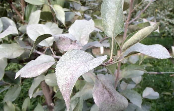 The experts at the University of Wisconsin explain all about silver leaf disease here: https://pddc.wisc.edu/2019/03/05/silver-leaf/
