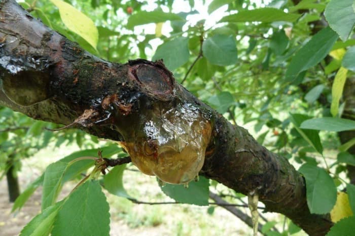 Read about bacterial canker on cherry trees here: https://extension.psu.edu/cherry-disease-bacterial-canker