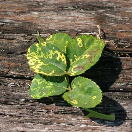 Read what the experts at Michigan State University have to say about necrotic ringspots on cherry trees here: https://www.canr.msu.edu/ipm/diseases/prunus_necrotic_ringspot