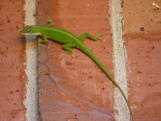 In case you are interested, this photo is the original one at the top of the page before photo manipulation altered it.