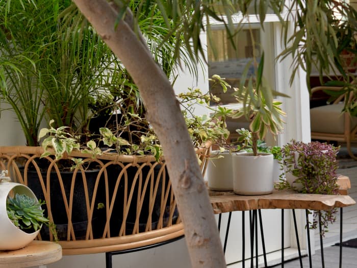 Although they grow biggest and healthiest outside in their natural environment, low-light plants can survive decently indoors if they are placed well and taken care of properly.
