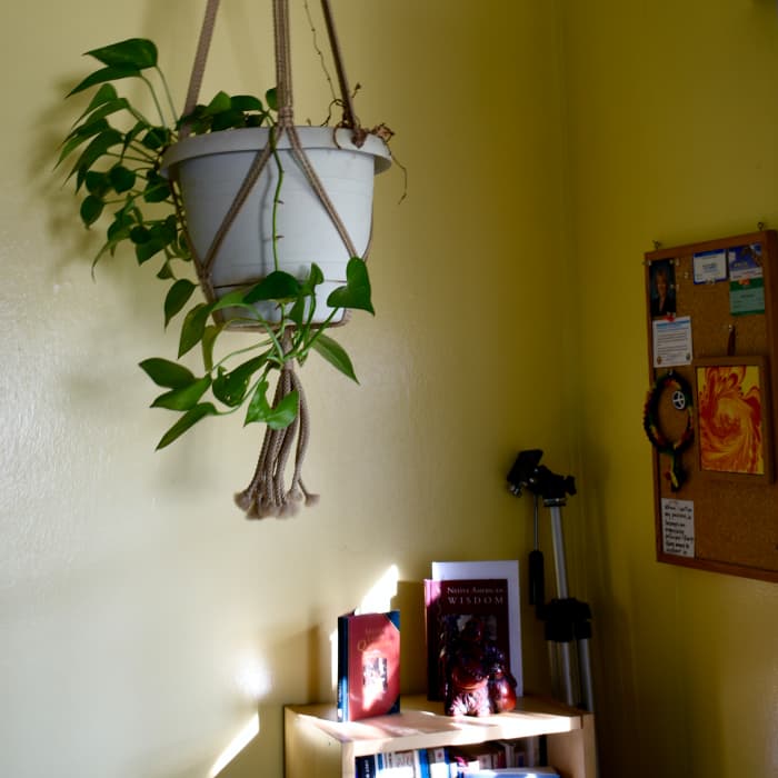 This is the brightest this corner gets during the day. Notice how all the leaves are facing away from the window. They're getting their light elsewhere. Notice also that there's not much coloration on the leaves. That also reflects the lack of light
