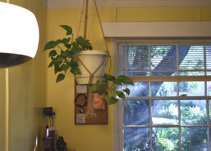 Here you can see the bright floor lamp where this pothos is getting most of its light. This plant was twice as big as this where I used to live.