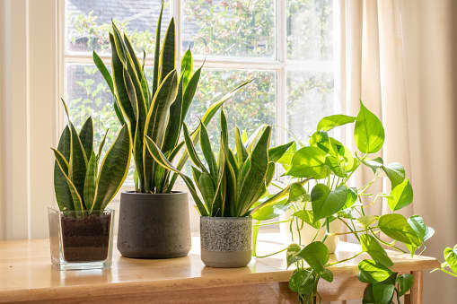 The snake plants on the left are upright, energizing plants, whereas the golden pothos on the right is a more relaxed, downward-growing plant that could be placed in a bedroom.