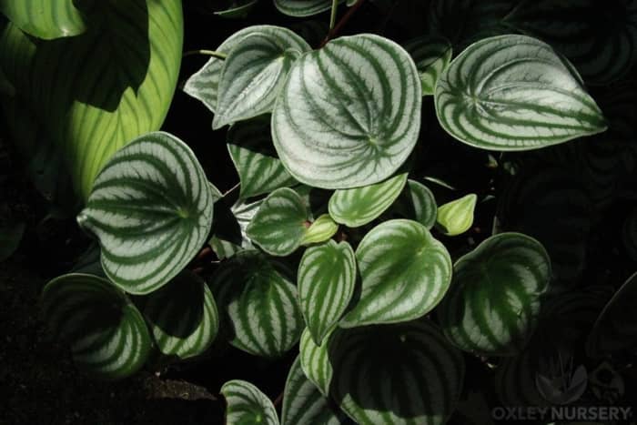 Fertilize your Watermelon Peperomia with a liquid or water-soluble fertilizer. Photo courtesy of Oxley Nursery.