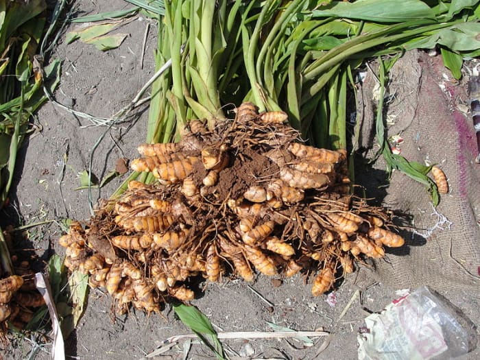 the-benefits-of-turmeric