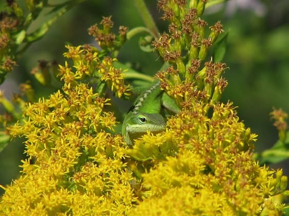 Green anoles devour insects in the garden. Native goldenrod attracts many pollinators.
