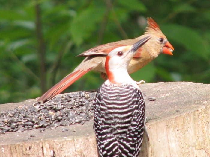Birds such as this red-bellied woodpecker and female cardinal eat many insects as well as seed.