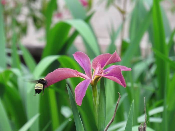 A native iris growing in our rain garden is foraged by one of the many important native pollinators.