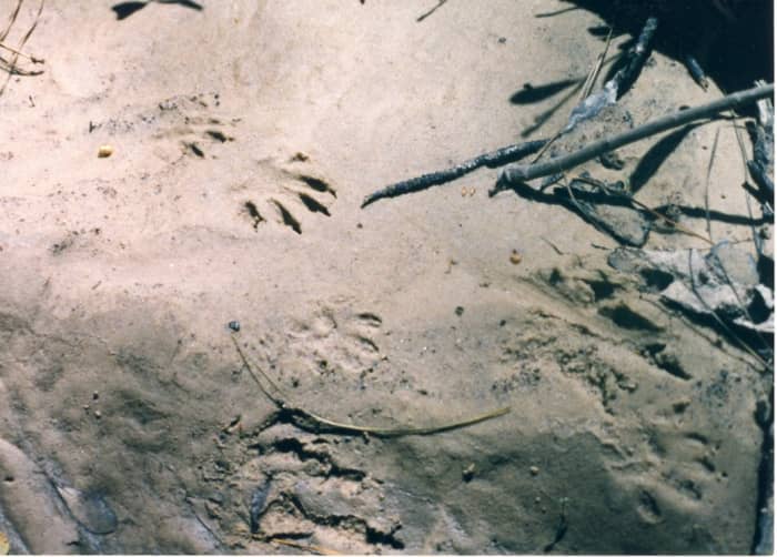 Raccoon tracks in the bank of Pruden Creek show signs of nocturnal visitors to the habitat.