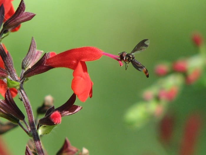 Hoover flies are tiny pollinators that frequently visit Salvia flowers. Salvia coccinea is a favorite of hummingbirds, butterflies and bees.