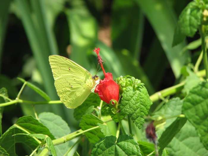 Turk's cap, a member of the hibiscus family has nectar rich flowers which hummingbirds and other pollinators visit. Its fleshy fruit is eaten by songbirds.
