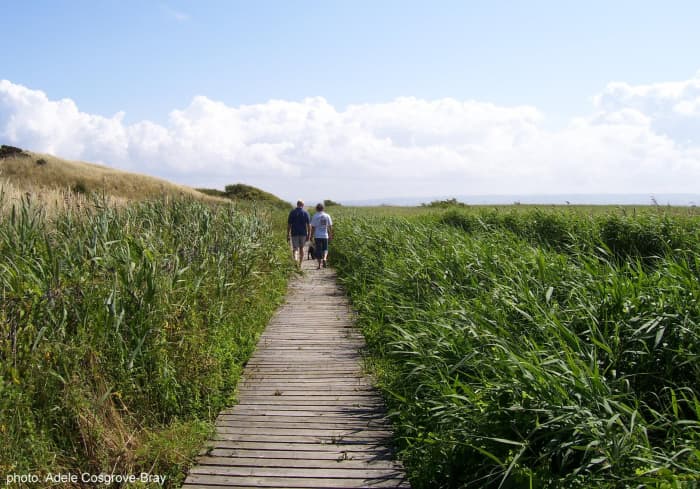 Sand lizards often bask on the sun-bleached boardwalk. Walkers need to mind where they're putting their feet!