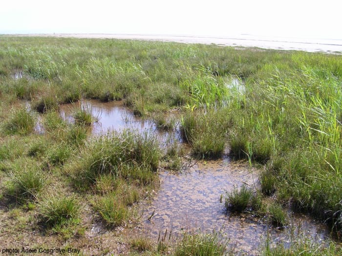 Running parallel to the boardwalk is another route, which crosses the dryer edge of the marsh alongside the beach.