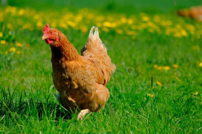 When your chickens produce eggs, it's a moment of pride for any backyard farmer! Explore this overview of farm-fresh eggs.