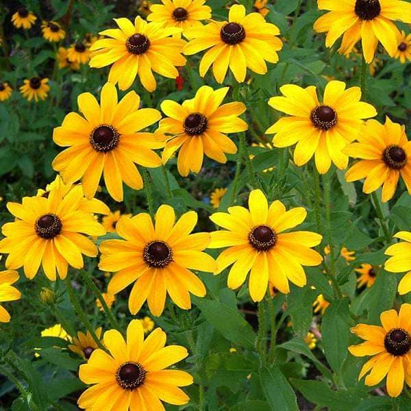 As the name suggests the size of these flowers is small compared to the normal Sunflower. This plant grows 2 to 3 feet tall and a minimum of 30 to 40 flowers bloom at a time on these plants.