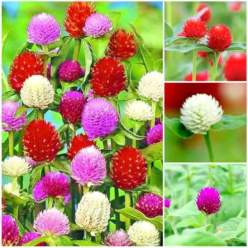 This looks like plastic flower. This is available in multi colors and the flower lasts for 2 months.