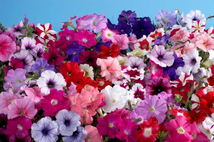 Petunia Miltiflora Is to be grown in summers where as Petunia Gandiflora is for winters. The winter plant has many colors but the summer variant is available in 5 to 6 colors.