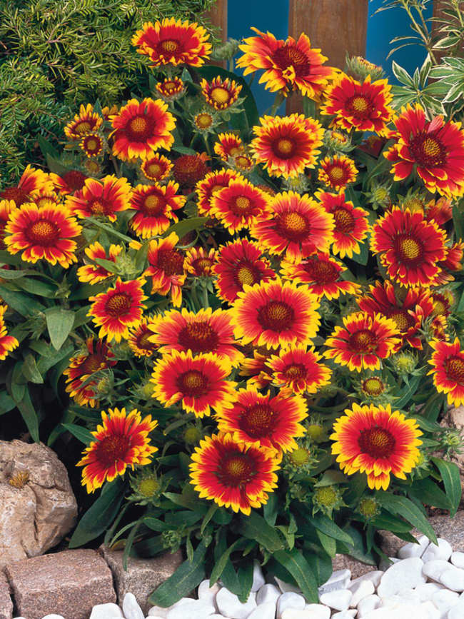 This plant blooms approx 100 and more flowers at one time. It requires less watering and is available in 4 to 5 colors.
