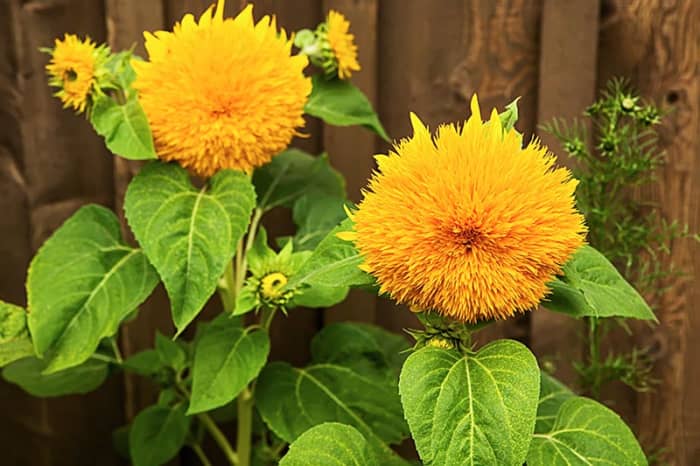 Sunflower 'Teddy Bear' is a short, bushy plant with fluffy, golden-yellow blooms Mature size of Teddy Bear sunflower plants is 4 to 5 feet