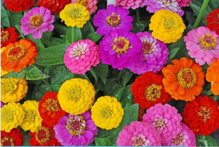 This Plant of zinnia grows about 2 ot 2.5 feet talll and yields 20 to 30 flowers. Its better to grow this in soil.