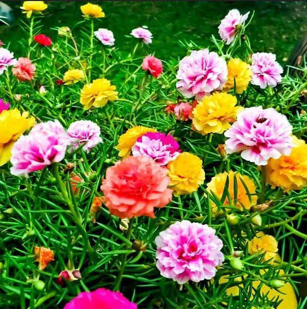 This flow is many times called as office time flower.It can easily be grown from plant branches. It requires more sunlight else it won't flower.
