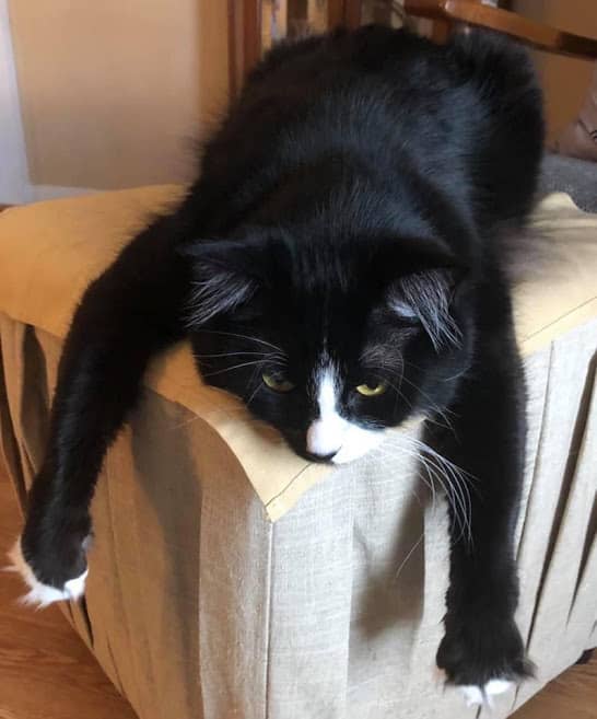 This was Auto just chilling out. He loved to lay like this. Usually he was taking turns relaxing or meowing at me to pet him.