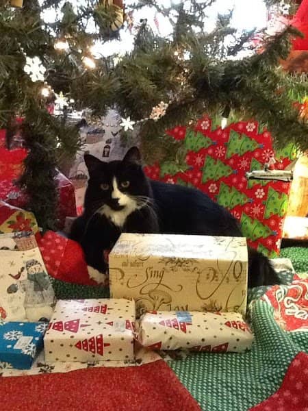 Every year this was his favorite place to be. Anytime that I was looking for him, which was rare since he was always following me around, I would look right under the Christmas Tree.