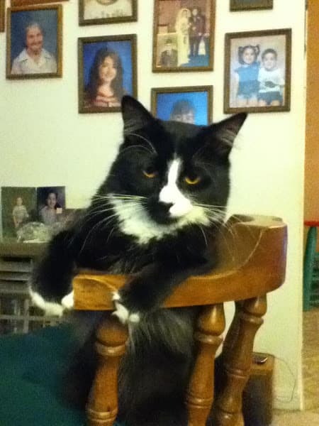 He looks as if he was judging everyone. More likely he was put out that my lap was full and I wasn't holding him at this very moment. LOL