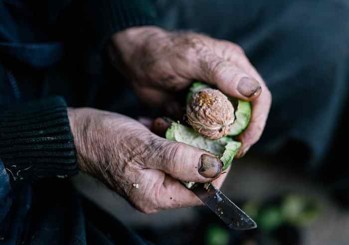 Man peeling the walnut skin off of the walnut.