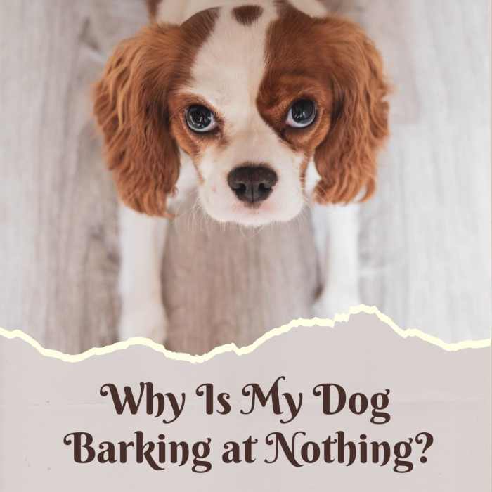 Why Do Dogs Bark at Nothing? PetHelpful