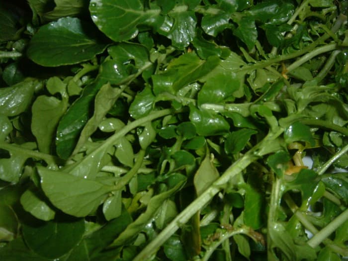 Watercress is a water-loving plant and encourages the body to urinate. The plant is tasty in salads, sandwiches and soups.