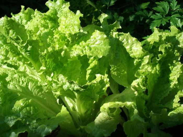 Why Should You Eat Lettuce Everyday? HubPages
