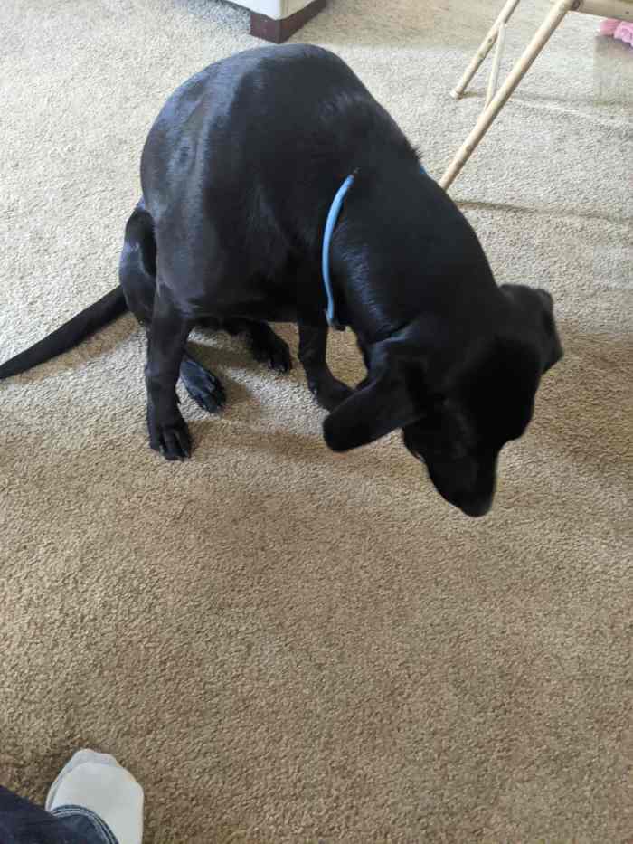 Jelly Beans Jaws a Labrador Retriever's Delicate Touch HubPages