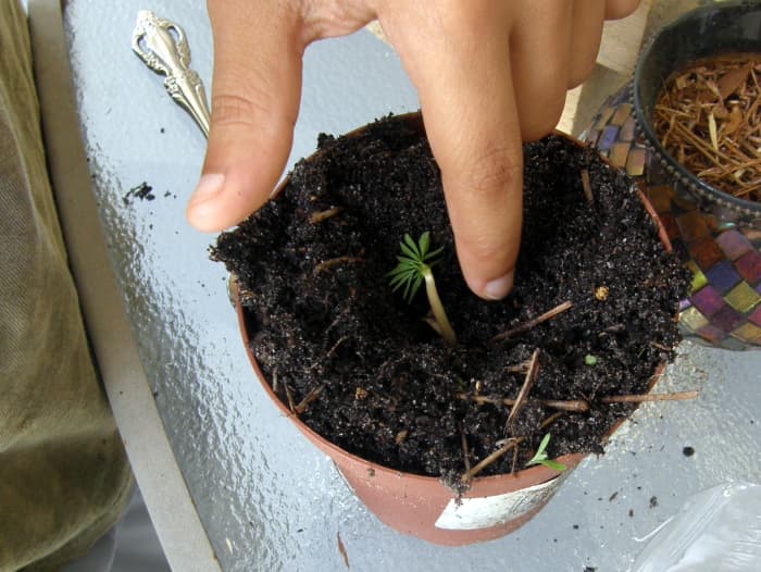 Nicholas then brushed the soil around the seedling, gently, so as not to break the very tender plant.