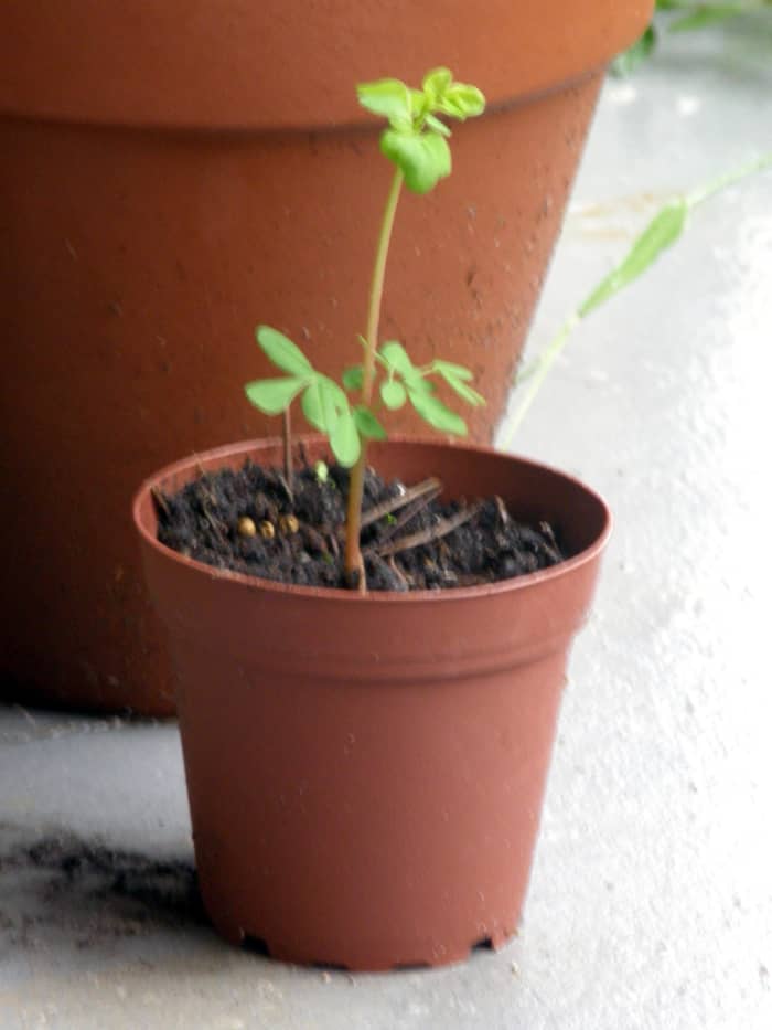 Day 4 of growth This is a very fast growing tree, and it will have to be re-potted in a couple of weeks, if this rate of growth continues.
