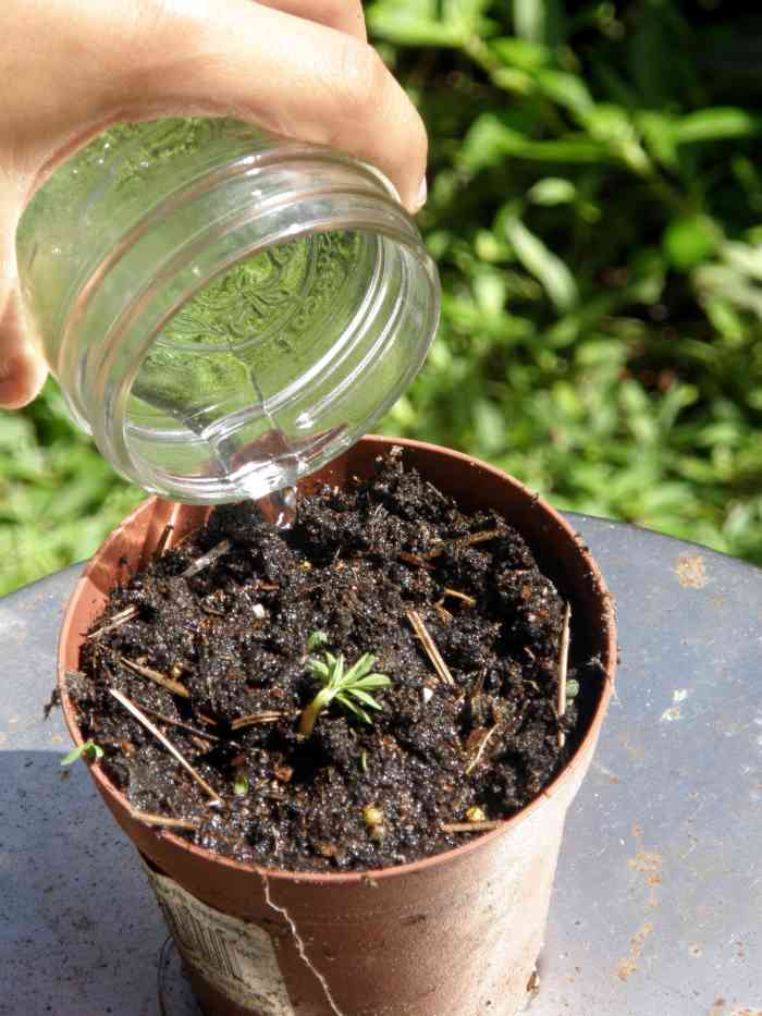 Water the seedling, and place in a nice sunny location. It will be monitored and transplanted into a bigger pot when needed.