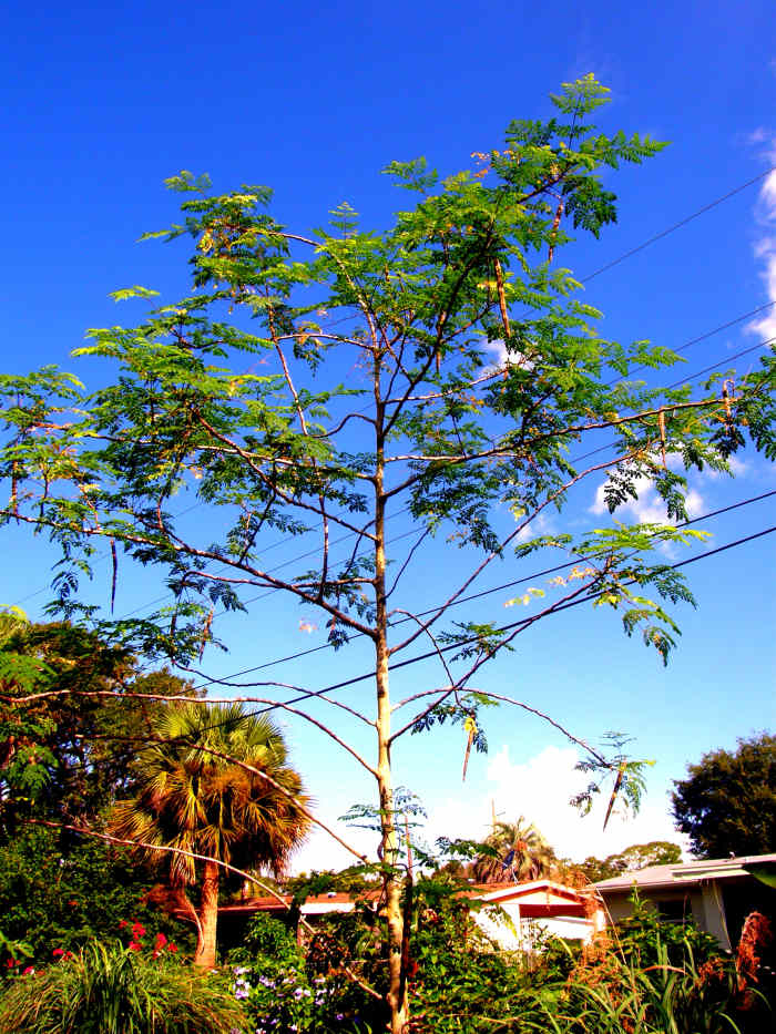 This Moringa tree was planted about 3 years ago. There are power lines behind it, but they are not as close as they look in the photograph.