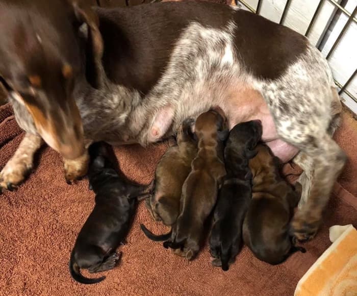 This is a newborn litter of puppies. Mama Iris is a piebald though she only had brindles and reds in her litter.