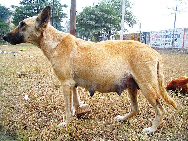 Only when a dog has a season can she become pregnant. Do you know the signs of a season?
