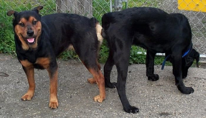 Dogs 'tie' when they mate. If this happens to your dog when she is in season, it is very possible she will become pregnant.