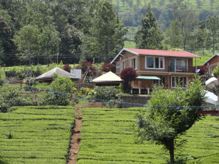 Tea plantations, Ooty